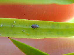 Image of Aphid