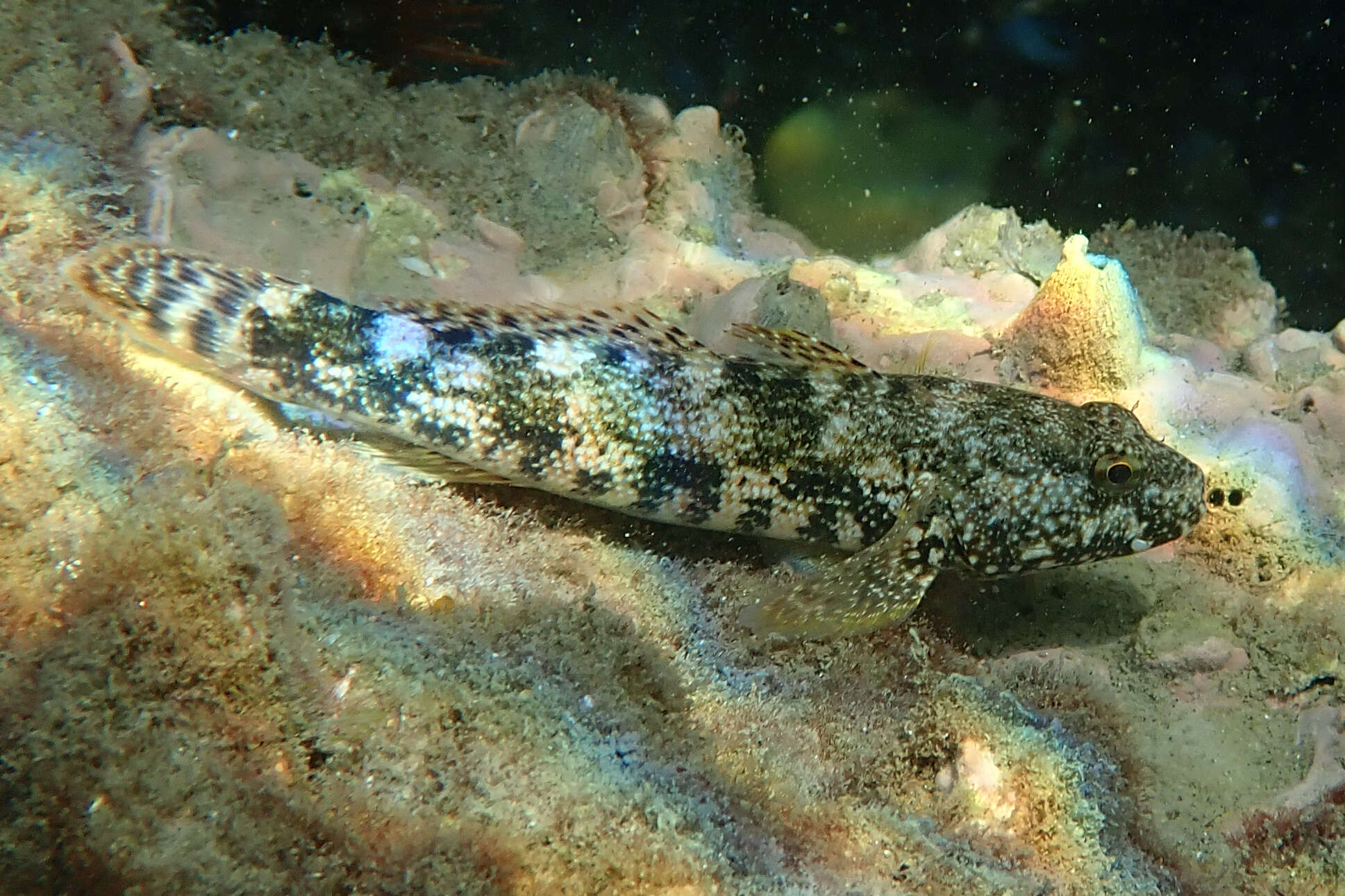 Image of Giant goby