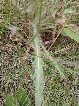 Image of Elk Thistle