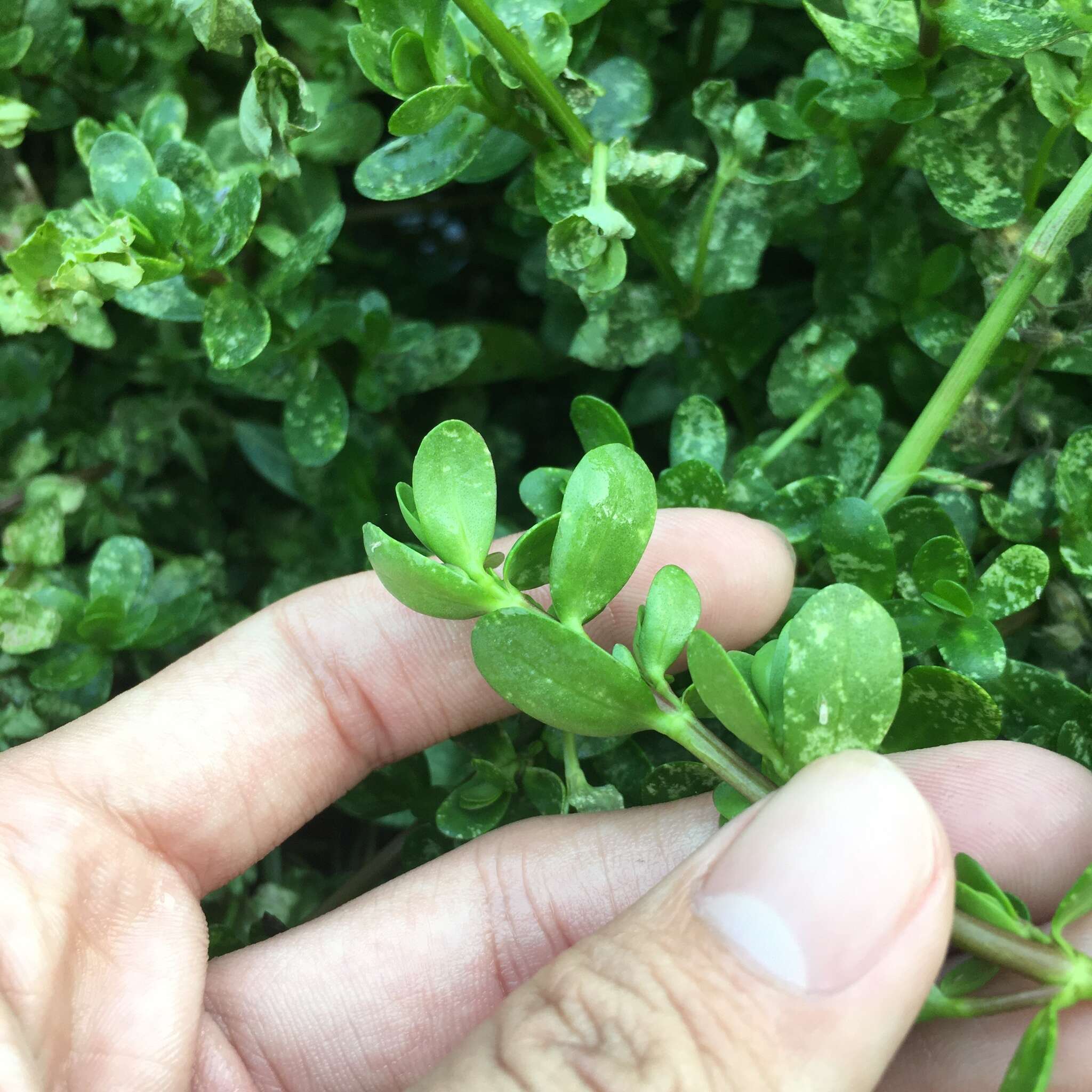 Image of Round-Leaf Toothcup