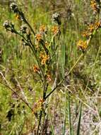 Image of Manulea rubra (Berg.) L. fil.