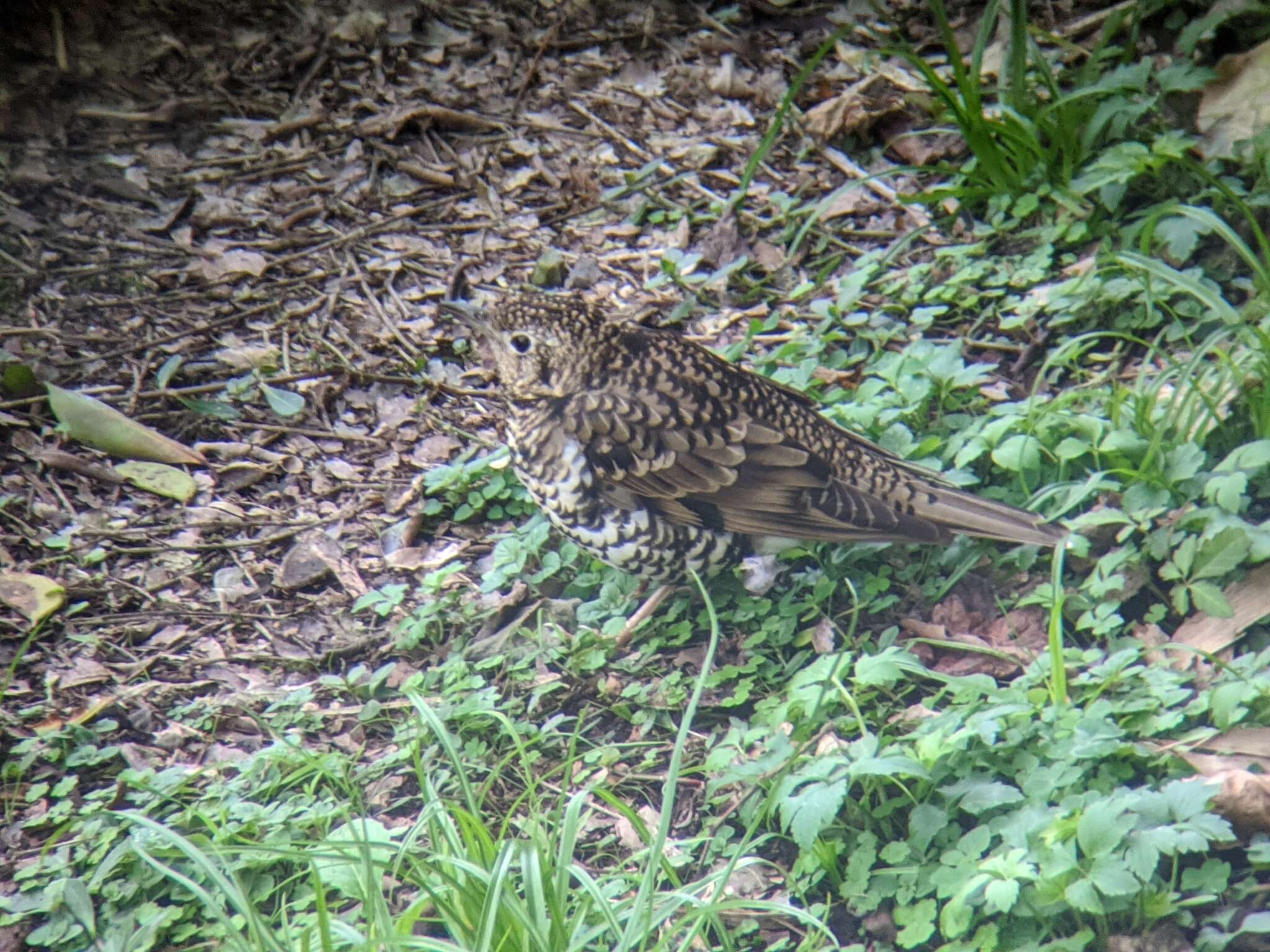 Image of White's Thrush