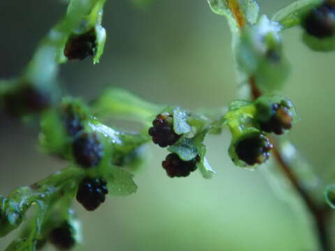 Image of Hymenophyllum pluviatile Perrie & Brownsey