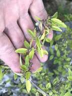 Image of Texas mock orange