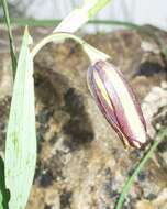 Image of Fritillaria oranensis Pomel