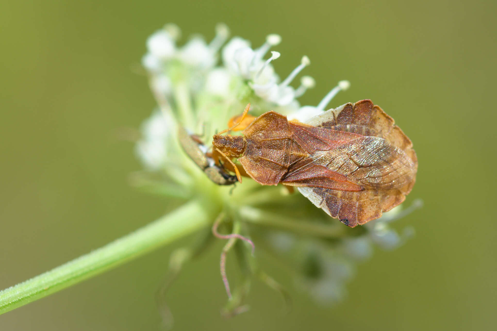 Imagem de Phymata crassipes (Fabricius 1775)