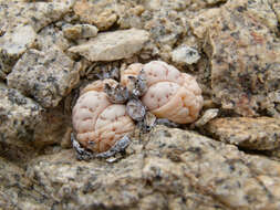 Imagem de Lithops ruschiorum (Dinter & Schwant.) N. E. Br.