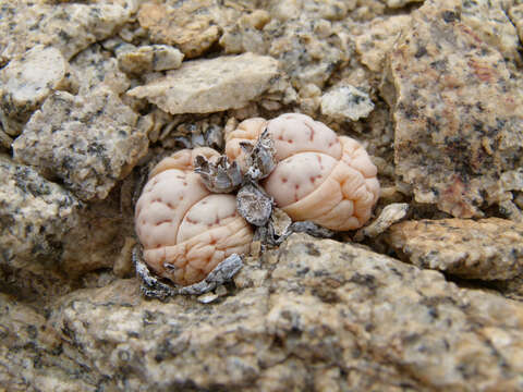 Image of Lithops ruschiorum (Dinter & Schwant.) N. E. Br.