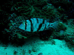 Image of Blue-lined large eye bream