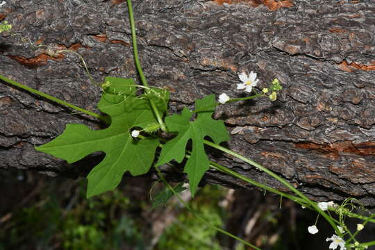 Image of Wild Balsam-Apple