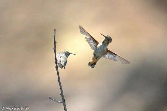 Image of Rufous Hummingbird