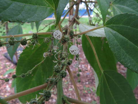 Pipturus argenteus (G. Forster) Wedd.的圖片