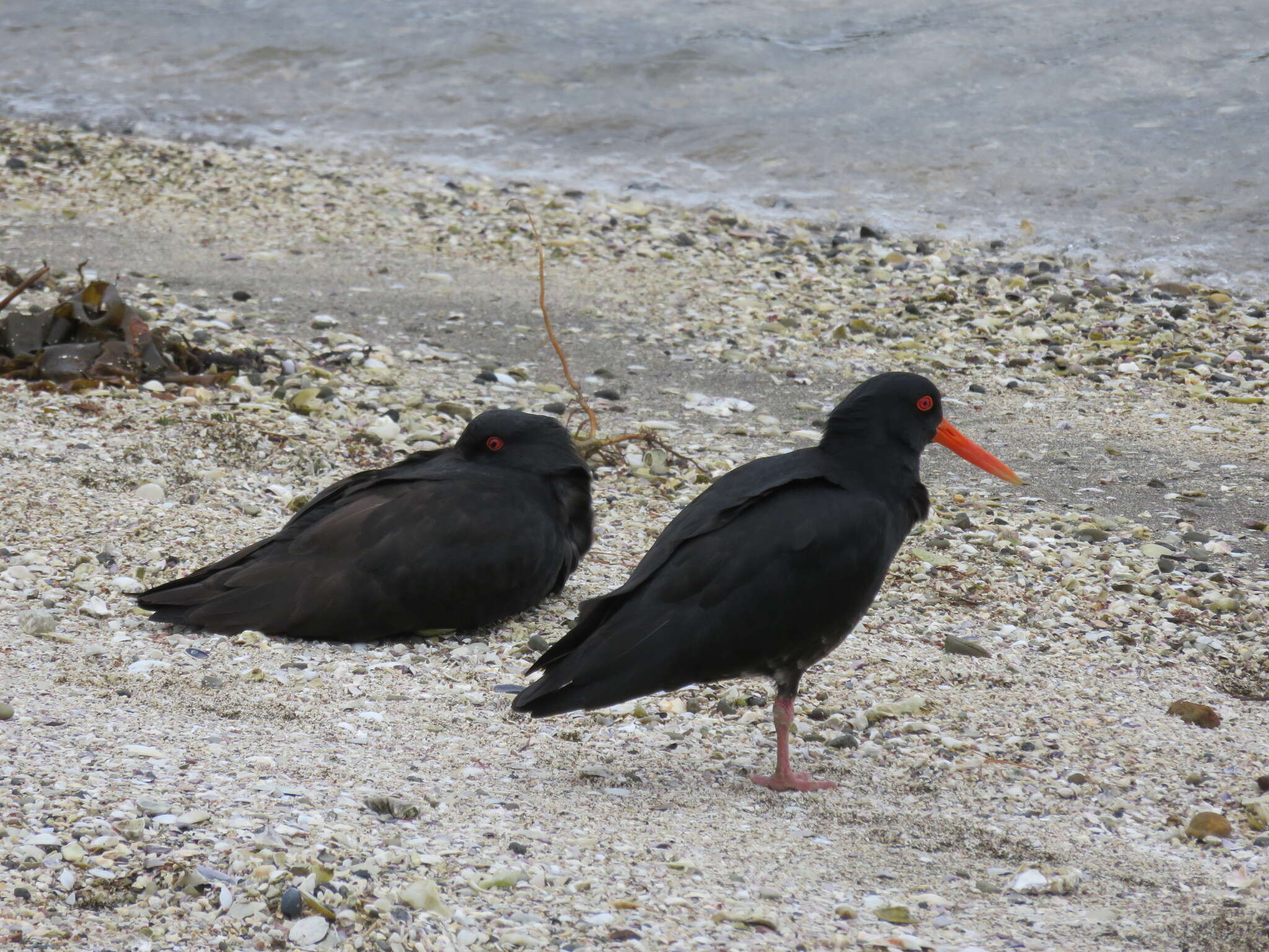 Image of Variable Oystercatcher
