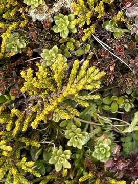 Image of Veronica tetragona subsp. subsimilis (Col.) Garn.-Jones