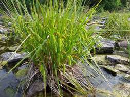 Image of bottlebrush sedge