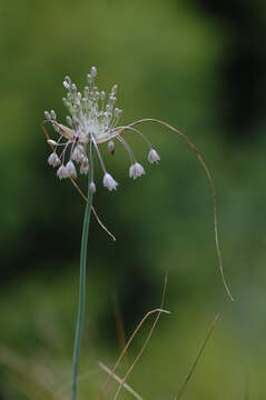 Image of Allium podolicum Blocki ex Racib. & Szafer