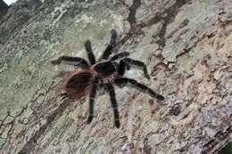 Image of Bahia Scarlet Tarantula