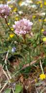 Image of Armeria maritima subsp. andina (Poeppig ex Boiss.) D. M. Moore & Yates