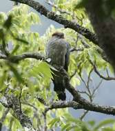 Image of Topknot Pigeons