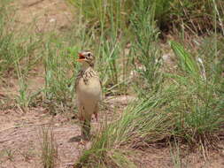 Image of Anthus cinnamomeus bocagii Nicholson 1884