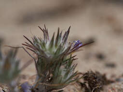 Imagem de Eriastrum virgatum (Benth.) Mason