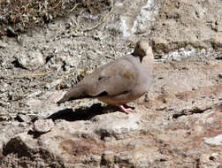 Image of Golden-spotted Ground Dove