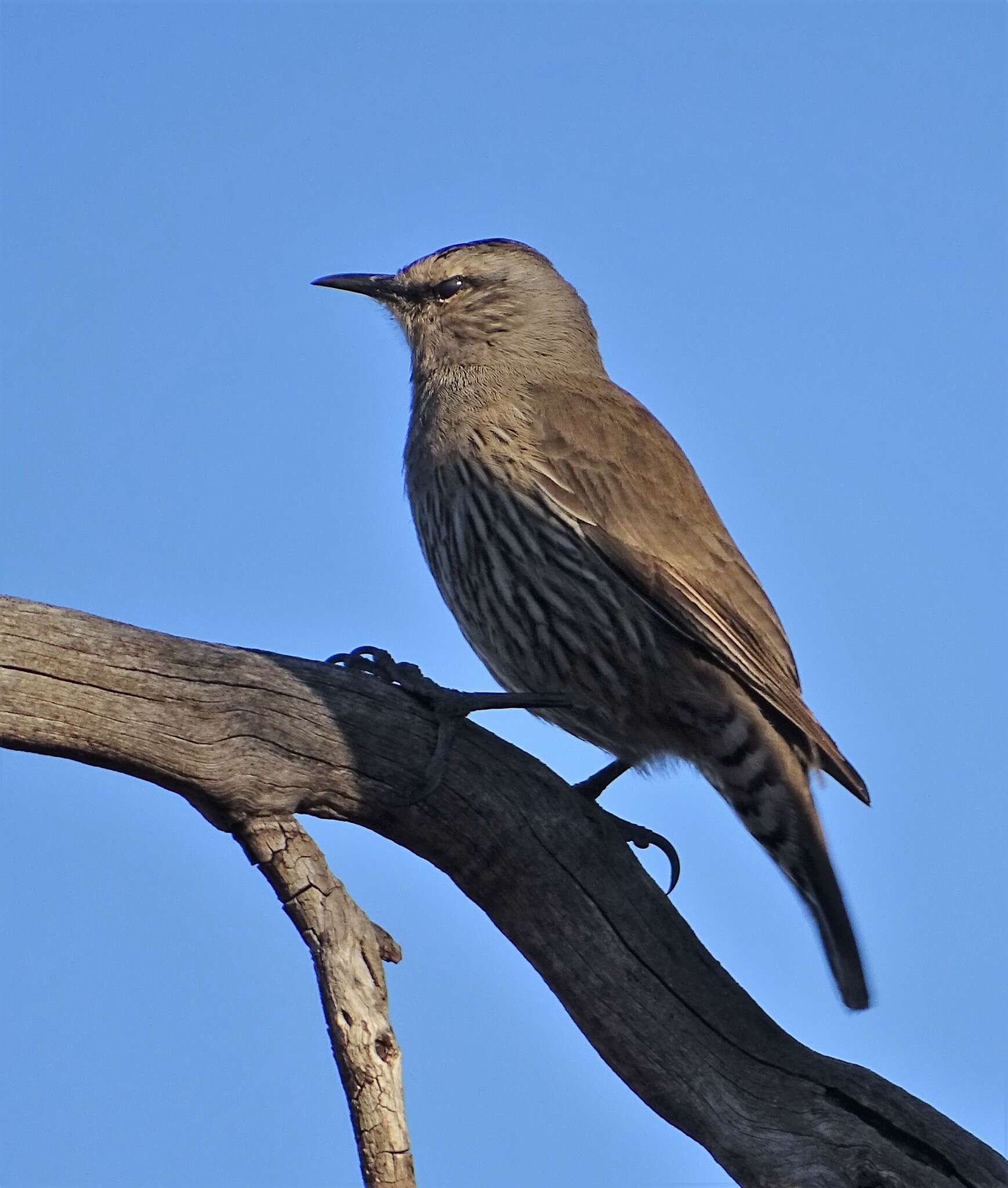 Plancia ëd Climacteris picumnus picumnus Temminck 1824