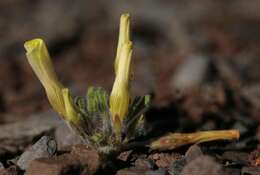 Imagem de Oxalis argillacea F. Bolus