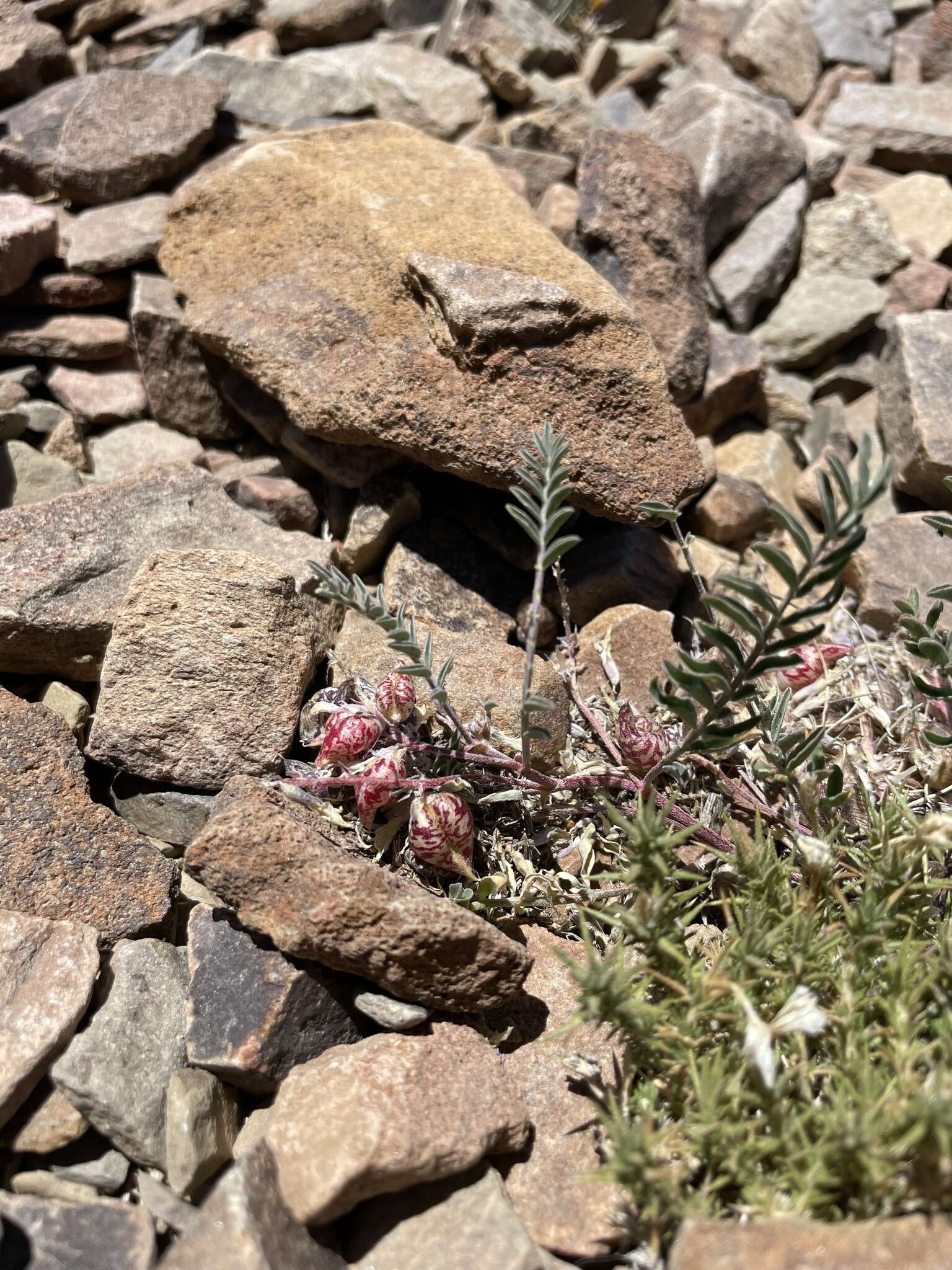 Image of freckled milkvetch