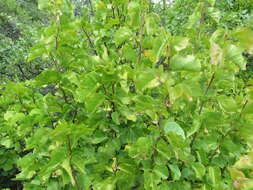 Styrax platanifolius subsp. platanifolius的圖片