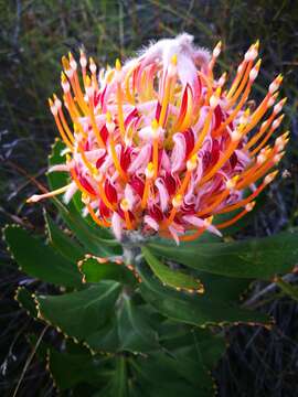 Image of Ember pincushion