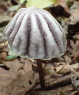 Image of Marasmius bekolacongoli Beeli 1928