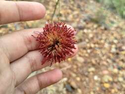 Image of Isostigma peucedanifolium (Spreng.) Less.