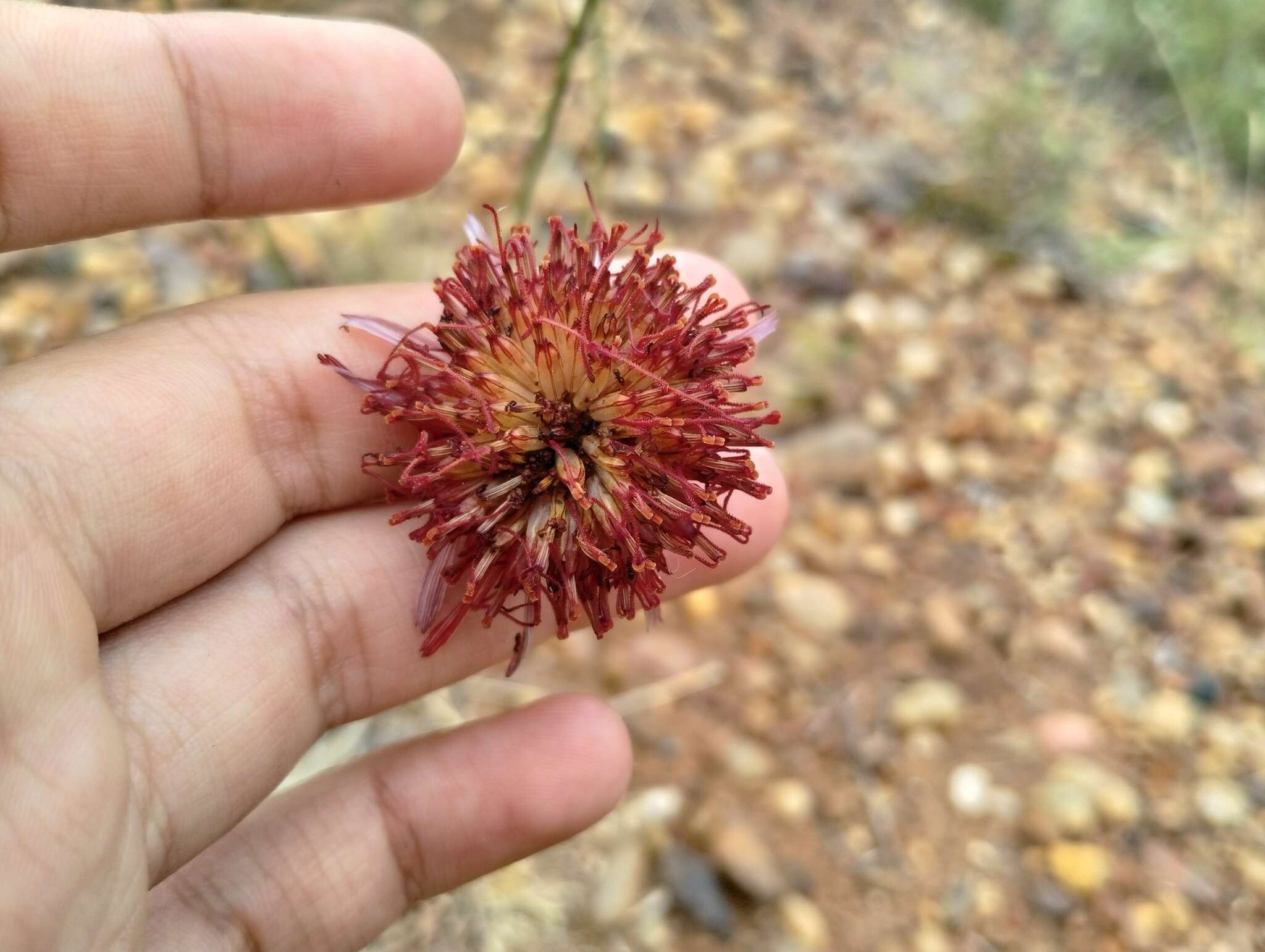 Image of Isostigma peucedanifolium (Spreng.) Less.