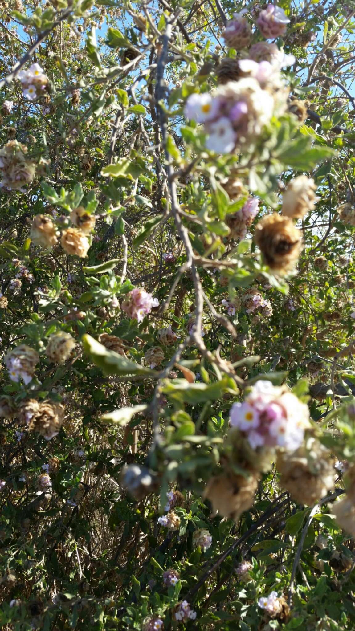 صورة Lippia formosa Brandegee