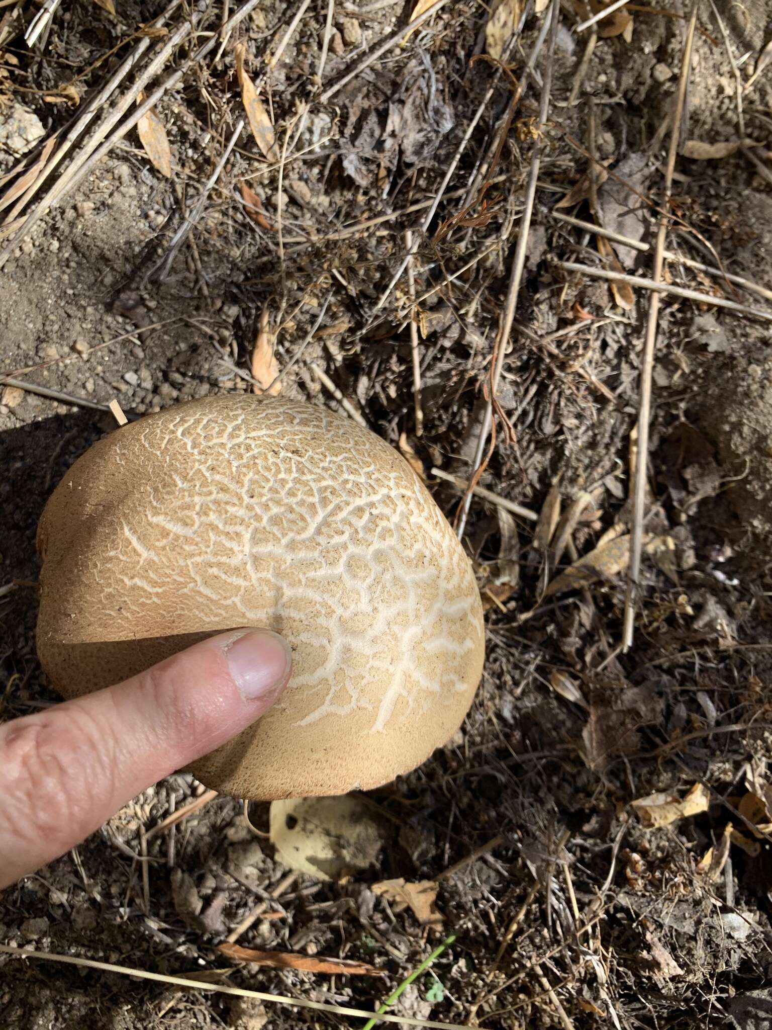 Image of Leccinum californicum Thiers 1971