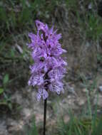 Image of Dactylorhiza fuchsii subsp. fuchsii