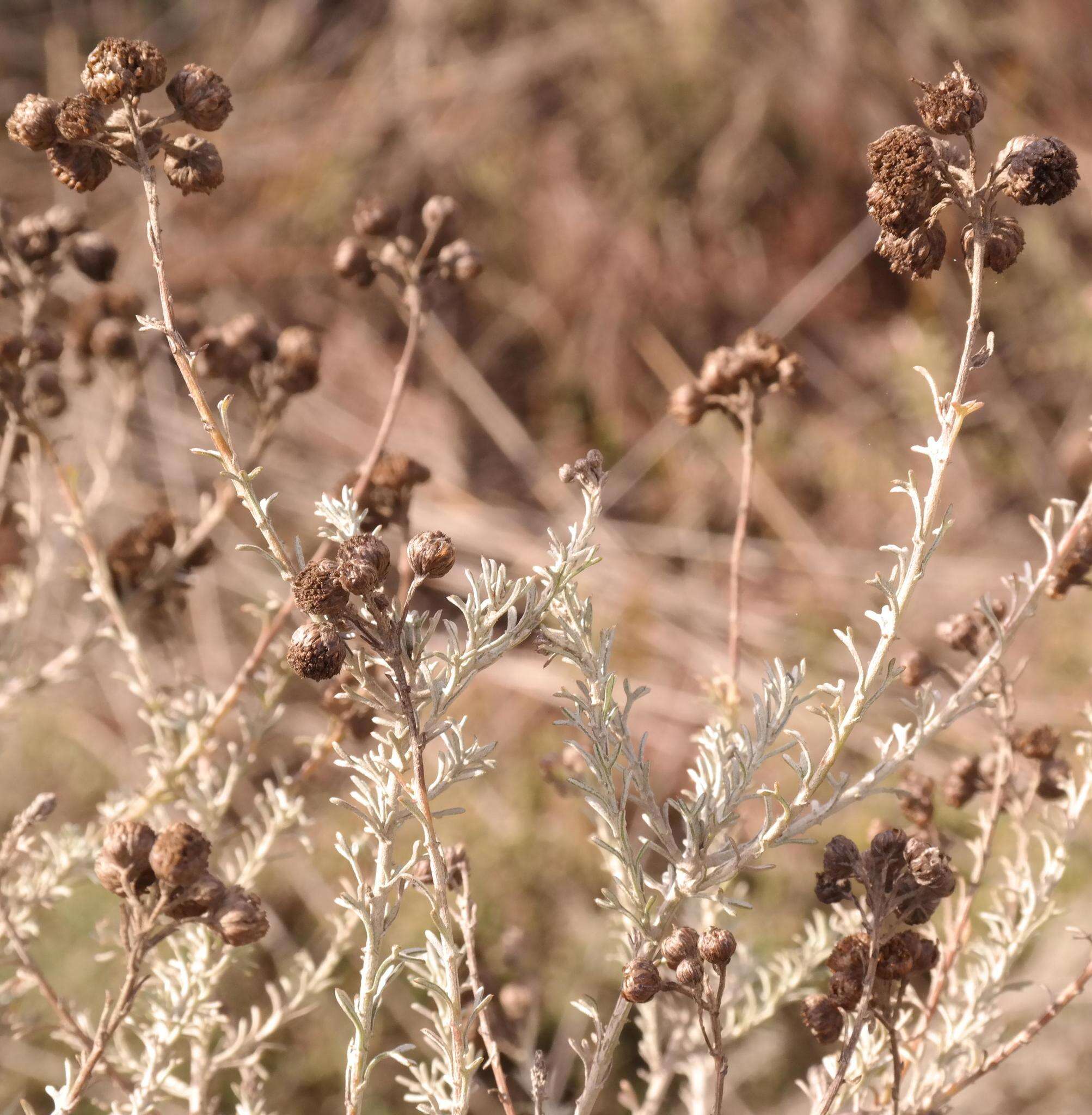 Image of Pentzia trifida Schltr. ex Magee & J. C. Manning