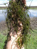 Image of Great tassel stonewort