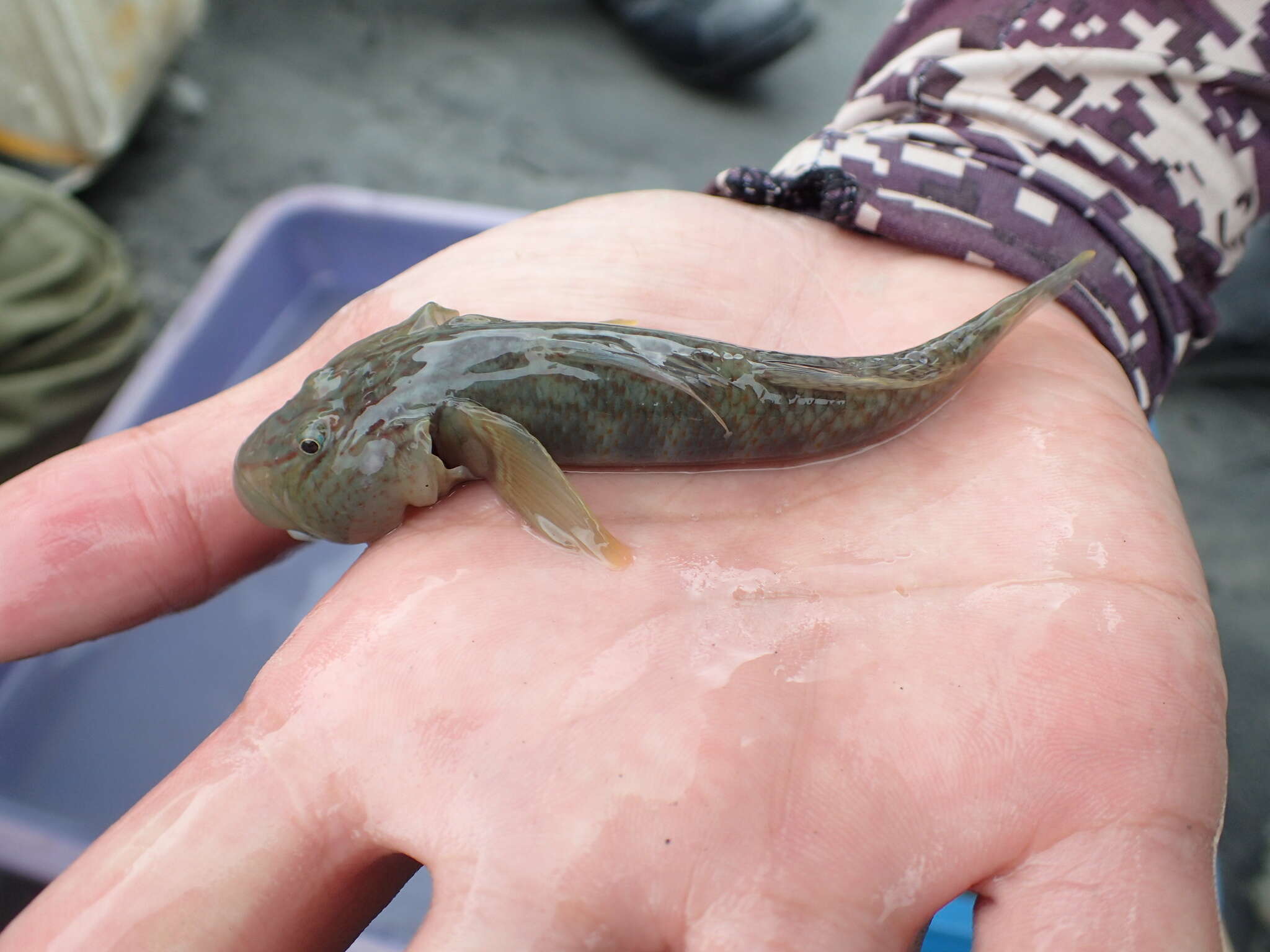 Image of Rhinogobius gigas Aonuma & Chen 1996