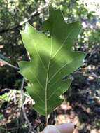 Image of hybrid oak