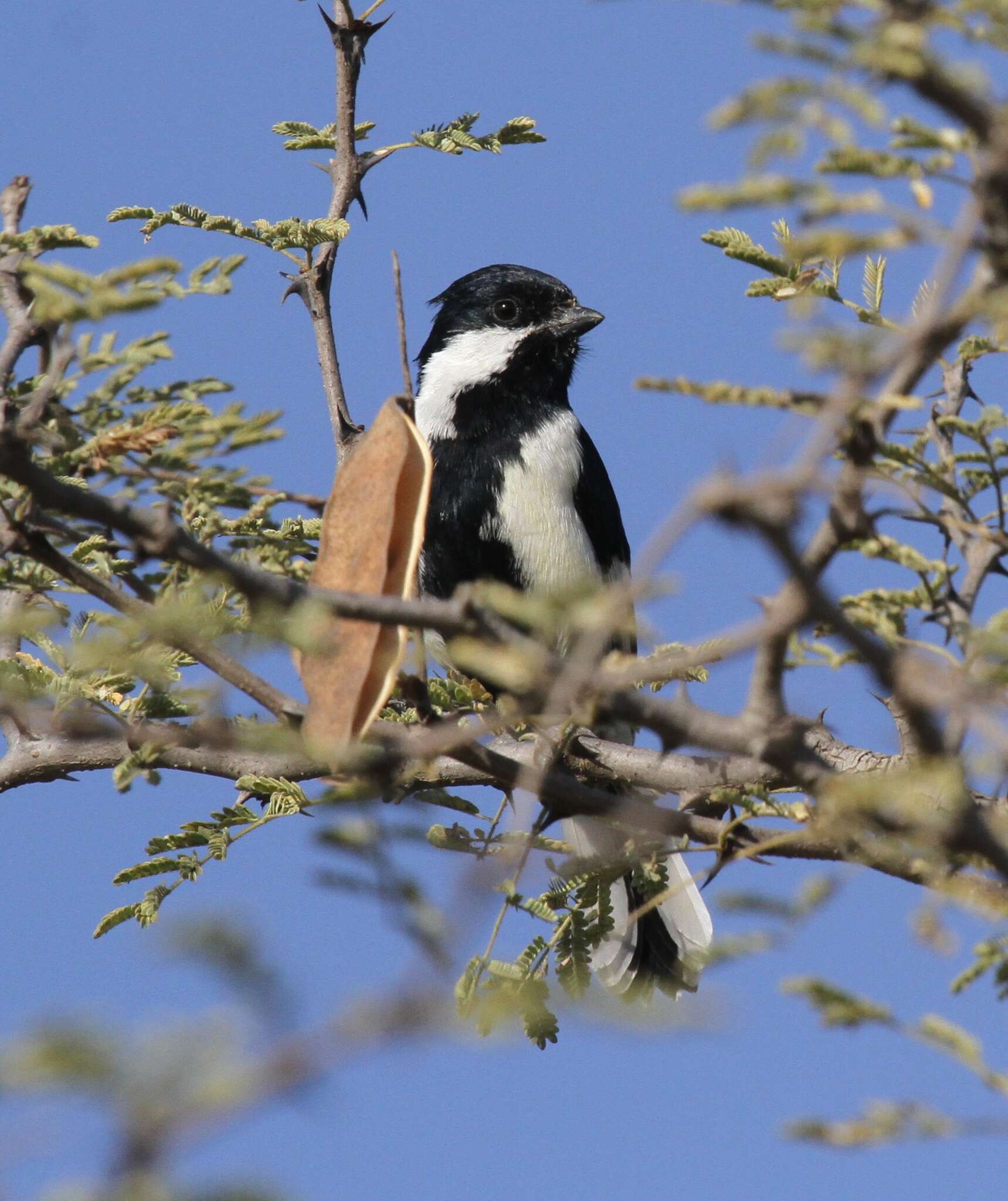 Image de Mésange à ailes blanches