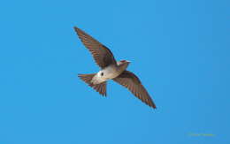 Image of Gray-breasted Martin