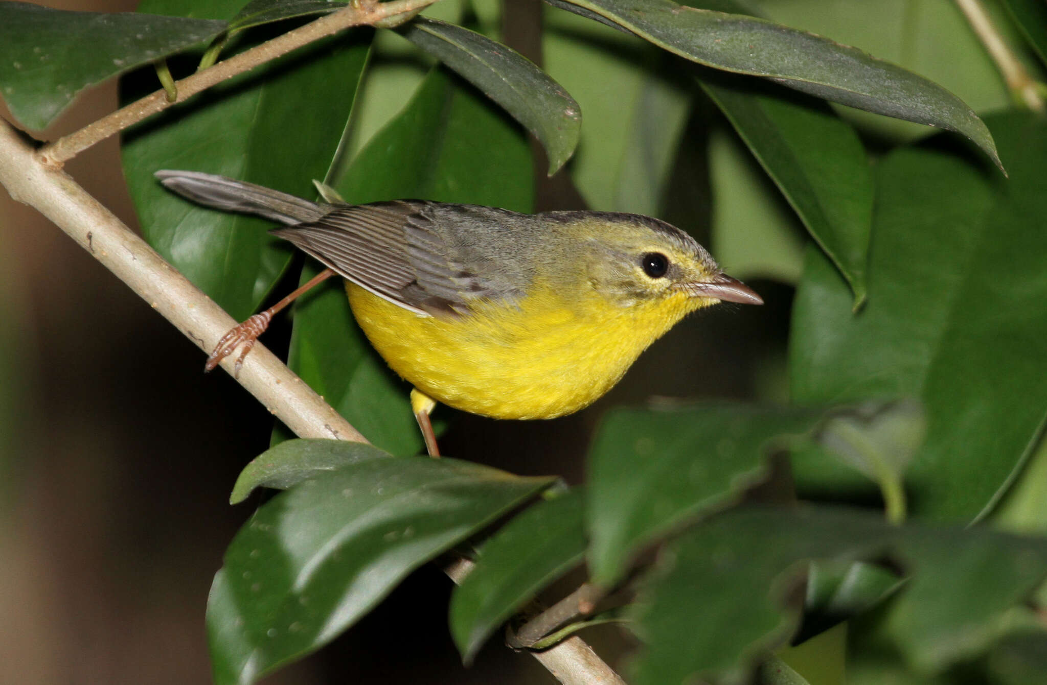 Basileuterus culicivorus (Deppe 1830) resmi