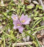 Image of Ixia orientalis L. Bolus