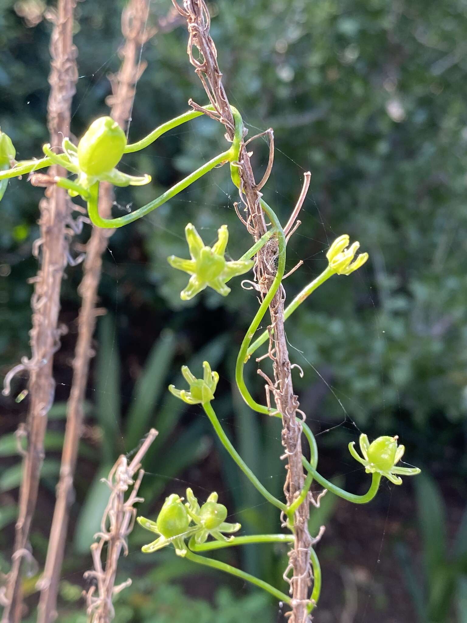 Слика од Bowiea volubilis Harv. ex Hook. fil.