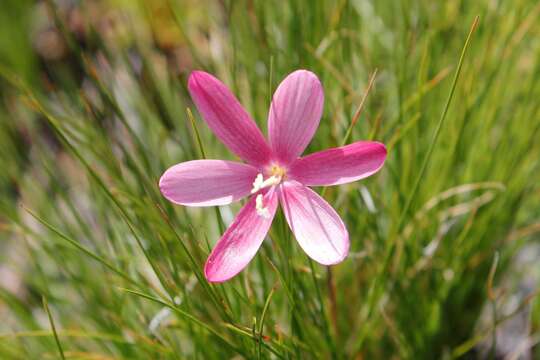 Image of Geissorhiza nubigena Goldblatt