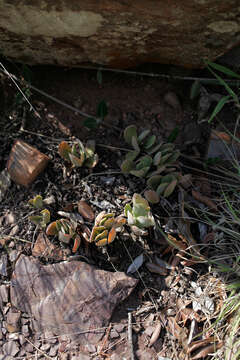 Image of Crassula swaziensis Schönl.