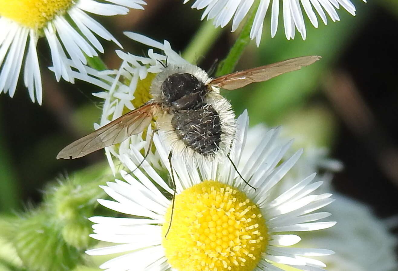 Image of Systoechus ctenopterus (Mikan 1976)