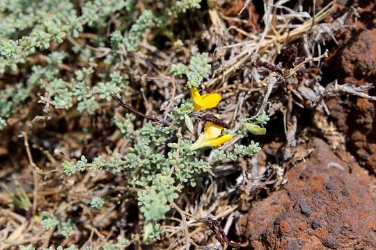 Plancia ëd Lotus glaucus Sol.